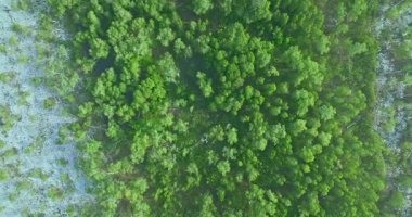 Savana 'daki beyaz Samed Ormanı' nın havadan görünüşü