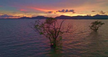 Mangrov ağaçlarının tepesindeki dramatik gökyüzünün havadan görünüşü