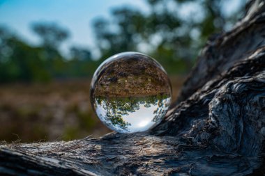 Dalları bükülmüş dalları ve mavi gökyüzü altında yeşil ağaçları ve bozkır atmosferini gösteren kristal bir topun içindeki bir ağacın eşsiz ve güzel bir görüntüsü. Doğal manzara bir kristal küreyi yansıtıyordu.