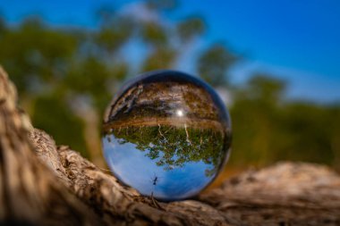 Dalları bükülmüş dalları ve mavi gökyüzü altında yeşil ağaçları ve bozkır atmosferini gösteren kristal bir topun içindeki bir ağacın eşsiz ve güzel bir görüntüsü. Doğal manzara bir kristal küreyi yansıtıyordu.