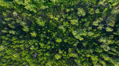 Prathong adası Phang Nga 'daki Samed Khao ormanının havadan görünüşü. Nadir bulunan Savanna Woodland. Doğa tarafından güzel dallarla süslenmiş eşsiz bir ağaç..
