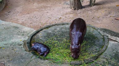 Chonburi, Tayland 'daki Khao Kheow Hayvanat Bahçesi' nde annesinin yanında uyuyan bir bebek hipopotam. Dünyaca ünlü bebek hipopotamın adı Moo Deng. O bir dişi ve etrafta zıplamak gibi özel bir özelliği var..    