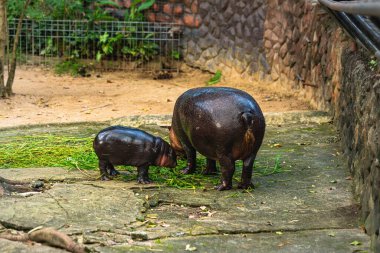 Chonburi, Tayland 'daki Khao Kheow Hayvanat Bahçesi' nde annesinin yanında bir bebek hipopotam.. 