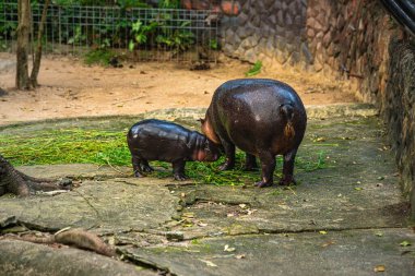 Chonburi, Tayland 'daki Khao Kheow Hayvanat Bahçesi' nde annesinin yanında bir bebek hipopotam.. 