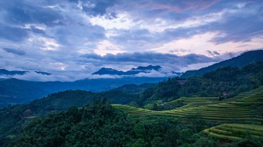 Altın pirinç tarlalarından oluşan büyüleyici bir vadide teraslı pirinç tarlaları ve sabah sisi ile kaplı yemyeşil ormanlar barışçıl ve atmosferik kırsal bir atmosfer yaratıyor. güzel doğa