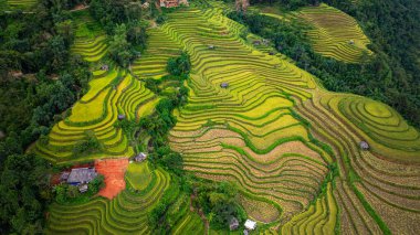Tepeler boyunca kıvrılan canlı altın pirinç teraslarının hava manzarası, aralarında yerleşmiş küçük geleneksel kulübeler, dağlık arazide tarım ve doğa arasındaki uyumu gösteriyor.