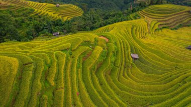 Altın pirinç tarlalarından oluşan büyüleyici bir vadide teraslı pirinç tarlaları ve sabah sisi ile kaplı yemyeşil ormanlar barışçıl ve atmosferik kırsal bir atmosfer yaratıyor. güzel doğa