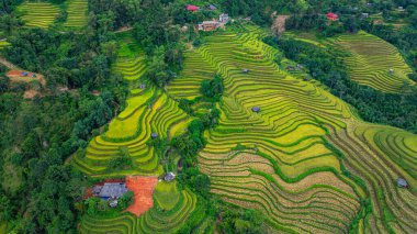 Tepeler boyunca kıvrılan canlı altın pirinç teraslarının hava manzarası, aralarında yerleşmiş küçük geleneksel kulübeler, dağlık arazide tarım ve doğa arasındaki uyumu gösteriyor.