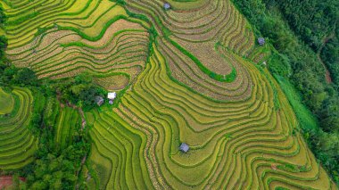Tepeler boyunca kıvrılan canlı altın pirinç teraslarının hava manzarası, aralarında yerleşmiş küçük geleneksel kulübeler, dağlık arazide tarım ve doğa arasındaki uyumu gösteriyor.