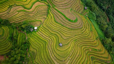 Tepeler boyunca kıvrılan canlı altın pirinç teraslarının hava manzarası, aralarında yerleşmiş küçük geleneksel kulübeler, dağlık arazide tarım ve doğa arasındaki uyumu gösteriyor.