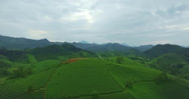 Çay tarlalarının havadan görünüşü katmanlar halinde ekilir. 