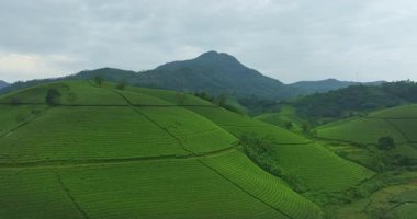 Çay tarlalarının hava manzarası dağlarda katmanlıdır.