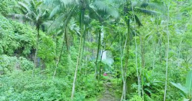 Hava Terjun Kabut Pelangi şelalesinin yemyeşil manzarası.