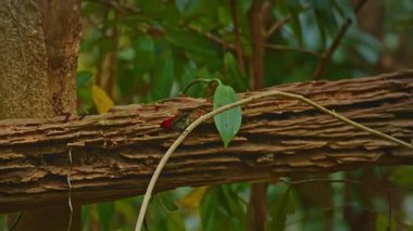 Dala tünemiş parlak kırmızı kuş