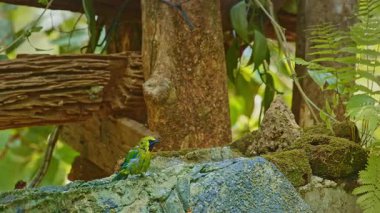 Tropikal ormanda suda oynayan renkli bir kuş. 
