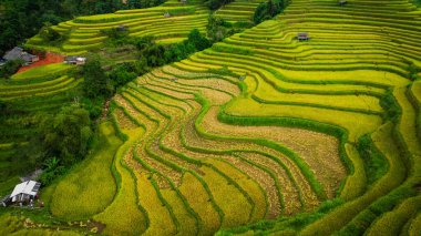 Tepeler boyunca kıvrılan canlı altın pirinç teraslarının hava manzarası, aralarında yerleşmiş küçük geleneksel kulübeler, verimli bir arazide tarım ve doğa arasındaki uyumu gösteriyor. 