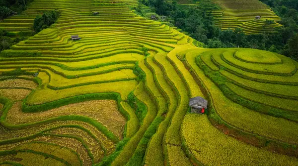 Tepeler boyunca kıvrılan canlı altın pirinç teraslarının hava manzarası, aralarında yerleşmiş küçük geleneksel kulübeler, verimli bir arazide tarım ve doğa arasındaki uyumu gösteriyor. 