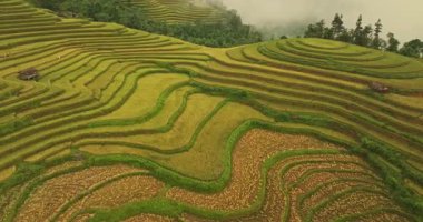 Yeşil pirinç teraslarının havadan görünüşü.