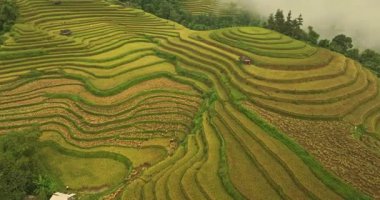 Pirinç hasat mevsiminin hava manzarası