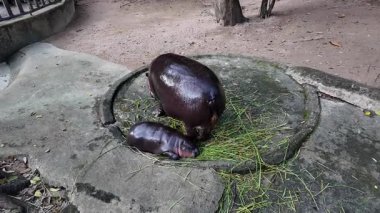 Chonburi, Tayland 'daki Kheow Hayvanat Bahçesi' nde çimen yerken annesinin yanında uyuyan bir hipopotam bebek.