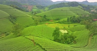 Dağlardaki yeşil çay tarlalarının havadan görünüşü