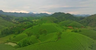 Çay tarlalarının havadan görünüşü dağların tepesinde katmanlıdır.