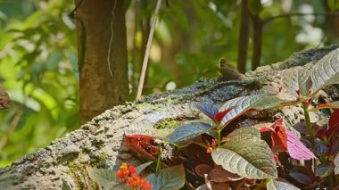 Su yeşil ormanla oynayan sevimli güneş kuşları. 