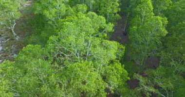 Phathong adasındaki beyaz Samed ormanının havadan görünüşü.