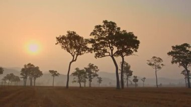 Büyük ağaçlarla kırsal alanda çarpıcı bir gün batımı. 
