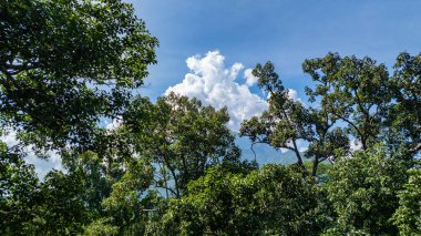 Büyük ve uzun meşe ağaçları güneş ışığıyla yıkanmış, uzun, ince ağaçlar gökyüzüne doğru uzanıyor. Dalların arasından süzülen yumuşak ışık ışınları dingin ve büyüleyici bir orman yaratıyor.