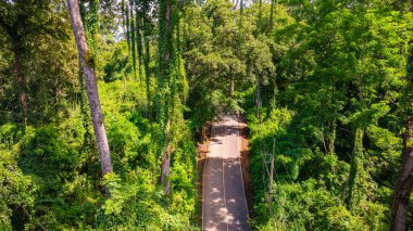 Turistler yol kenarındaki büyük ve uzun bir meşe ağacıyla fotoğraf çekmek için arabalarını park ederler. 3024 numaralı yoldaki dev ağaçlar turistler için giriş noktasıdır. Büyük ağaçlar yeşil orman boyunca uzanır..