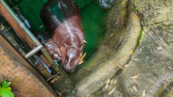 Dünyaca ünlü bebek hipopotam Zıpzıp Domuz, annesiyle birlikte Chonburi, Tayland 'daki Khao Kheow Açık Hayvanat Bahçesi' nde oynuyor.