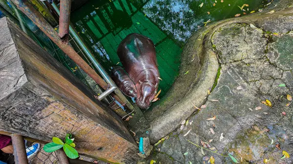 Havuzda Moo Deng Baby suaygırı var. Pigme bir su aygırının sığ bir havuzda birlikte dinlendiği huzurlu bir an. İkisi arasındaki yakın bağ hayvanat bahçesinde dinlenirken vurgulanır.