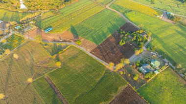Uçsuz bucaksız bir ayçiçeği tarlasının havadan görünüşü