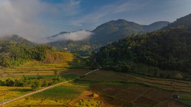 Altın pirinç tarlalarından oluşan büyüleyici bir vadideki teraslı pirinç tarlalarının ve sabah sisi ile kaplı yemyeşil ormanların havadan görünüşü barışçıl ve atmosferik bir kırsal atmosfer yaratıyor. güzel doğa