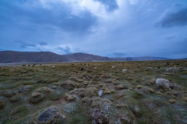 Huzurlu bir öküz ve keçi sürüsü Himalayalar 'ın yüksek rakımlı otlaklarında dramatik bir akşam gökyüzü altında otlar. Geniş arazi, ham güzelliği ve geleneksel pastoral yaşamı yakalar.
