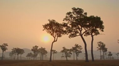 Kırsal bir arazide gün batımı manzarası ve yüksek ağaçlar..