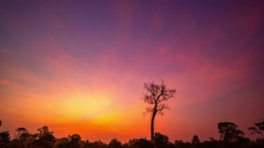 Manzaradaki ölü bir ağacın üzerinde gün doğumunun zaman aşımı