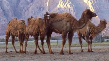 Nubra Vadisi 'nde bir grup Bactrian devesi. 