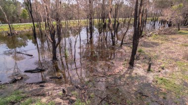 Durgun suda duran kavrulmuş ağaç gövdeleri ve kömürleşmiş kalıntıların etrafa saçıldığı vahşi bir yangının sonrasını gösteren bir bataklık manzarası..
