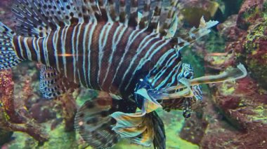 Mercanların etrafında yüzen aslan balıklarının yakın görüntüsü