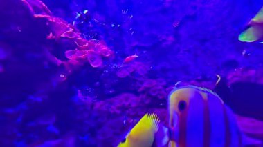 Mercan resifinde yüzen renkli deniz balıkları.