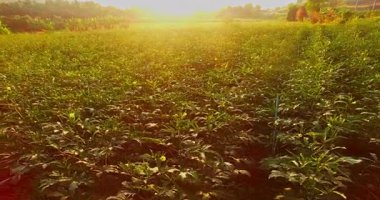 Roselle Yapraklar ve Kapsüller Arasında Altın Işığı Parlat