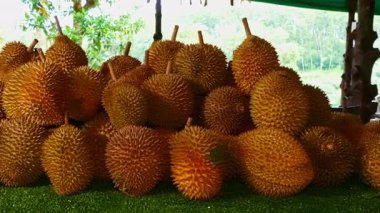 Güzel durianlar kümeler halinde düzgünce dizilir.
