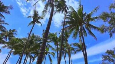 Parlak mavi gökyüzüne karşı sallanan uzun palmiye ağaçları