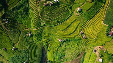 Yeşil pirinç tarlalarından oluşan büyüleyici bir vadideki teraslı pirinç tarlalarının ve sabah sisi ile kaplı yemyeşil ormanların havadan görünüşü barışçıl ve atmosferik kırsal bir atmosfer yaratıyor. güzel doğa