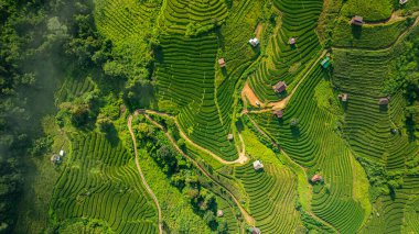 Yeşil pirinç tarlalarından oluşan büyüleyici bir vadideki teraslı pirinç tarlalarının ve sabah sisi ile kaplı yemyeşil ormanların havadan görünüşü barışçıl ve atmosferik kırsal bir atmosfer yaratıyor. güzel doğa