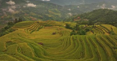 Puslu dağların arasında yemyeşil pirinç tarlaları