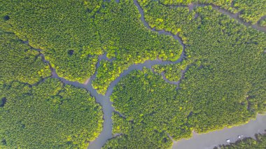 Mangrov ormanı ve delta nehrinin hava manzarası. Mangrove kanalları balıkçı köylerinden Phang Nga 'daki denize giden su yollarıdır. Mangrov sanatını doğa tasarladı..