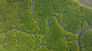 Mangrov ormanı ve delta nehrinin hava manzarası. Mangrove kanalları balıkçı köylerinden Phang Nga 'daki denize giden su yollarıdır. Mangrov sanatını doğa tasarladı..